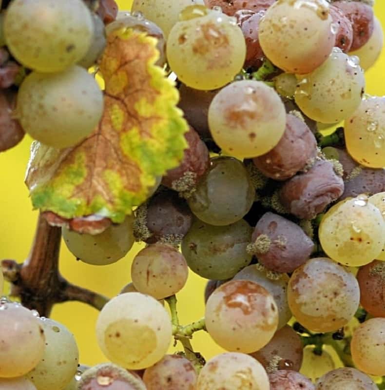 A bunch of ripe white wine grapes beside a yellowing vine leaf
