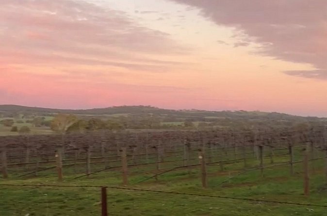 Bare winter vines and a low range of hills under a pink dusk sky